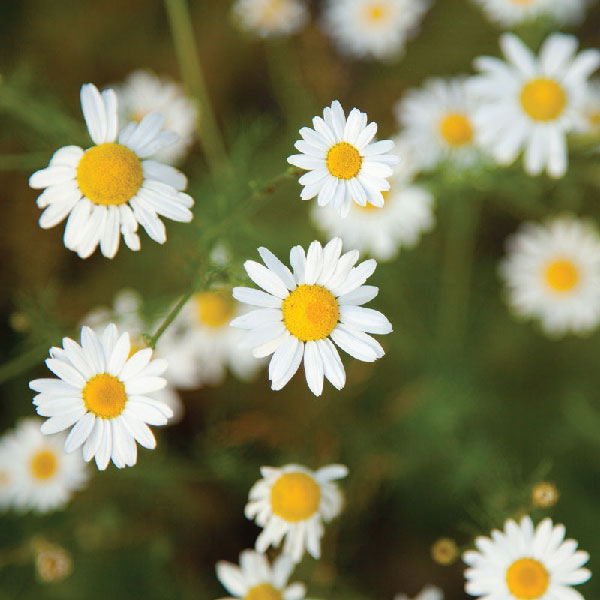 Chamomile-Flower-Supplier | JGBC-Farms