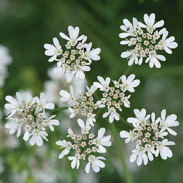 Buy-Ciantro-Online | Edible-Flower-In-India