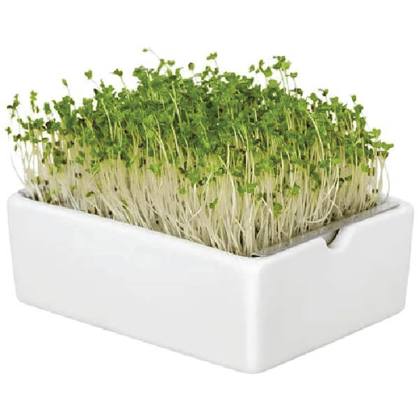 Microgreen-Radish-Manufacturer-In-India | Supplier-Of-Fresh-herbs-In-India