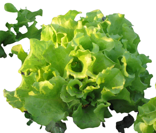 Buy Green Lettuce | Simpson Green Lettuce Producer