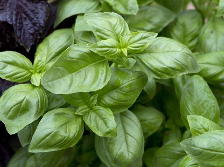 Edible Flowers Manufacturer