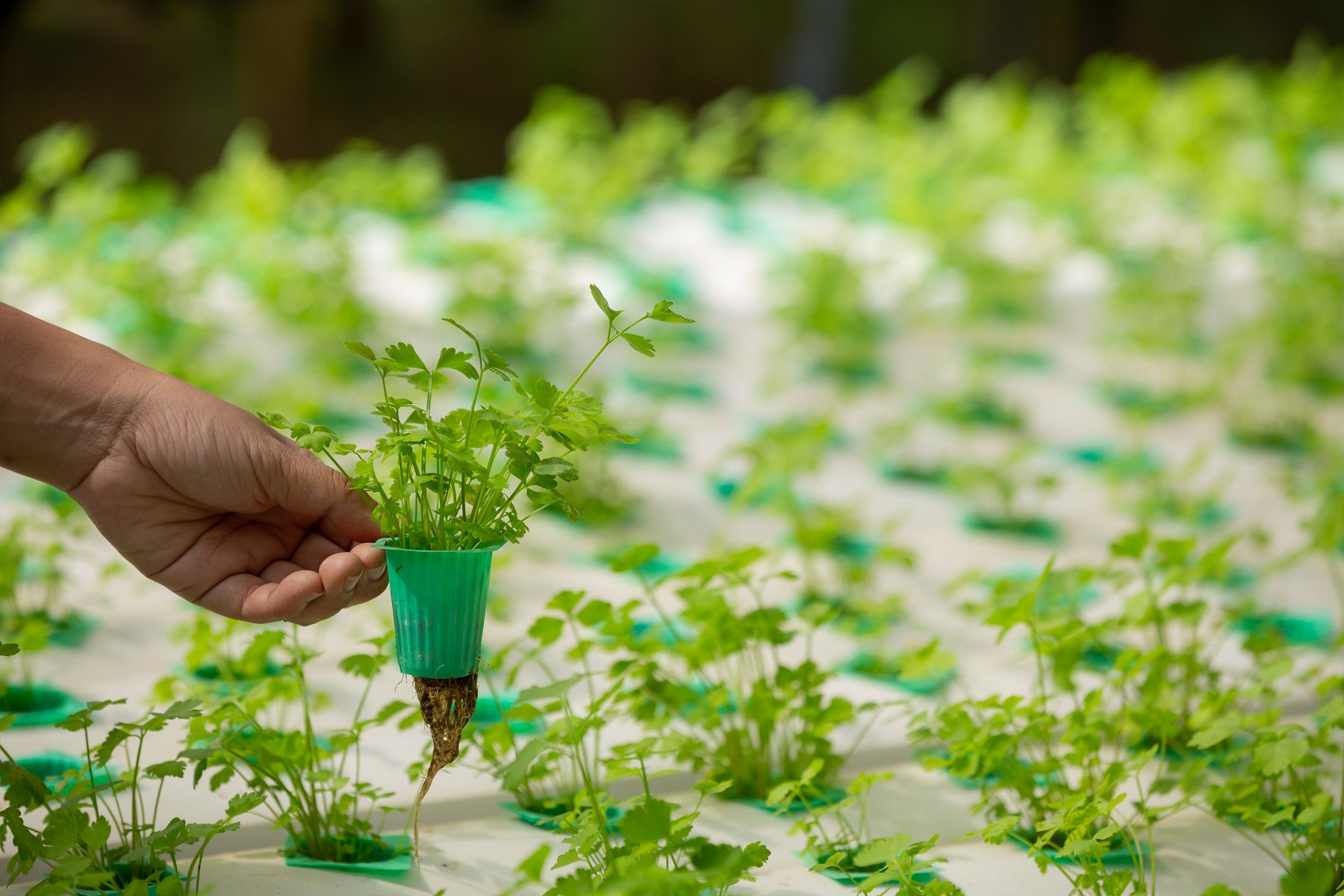 Sustainable Farming